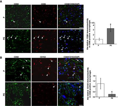 Stimulation of α7 Nicotinic Acetylcholine Receptor by Nicotine Suppresses Decidual M1 Macrophage Polarization Against Inflammation in Lipopolysaccharide-Induced Preeclampsia-Like Mouse Model